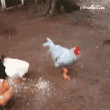 BioCal - Supliment pentru ferme sănătoase